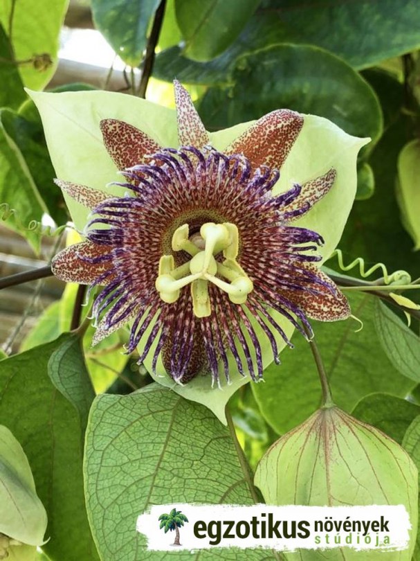 Chulupa, Lopótök marakuja, Passiflora maliformis, fagyérzékeny, gyümölcs